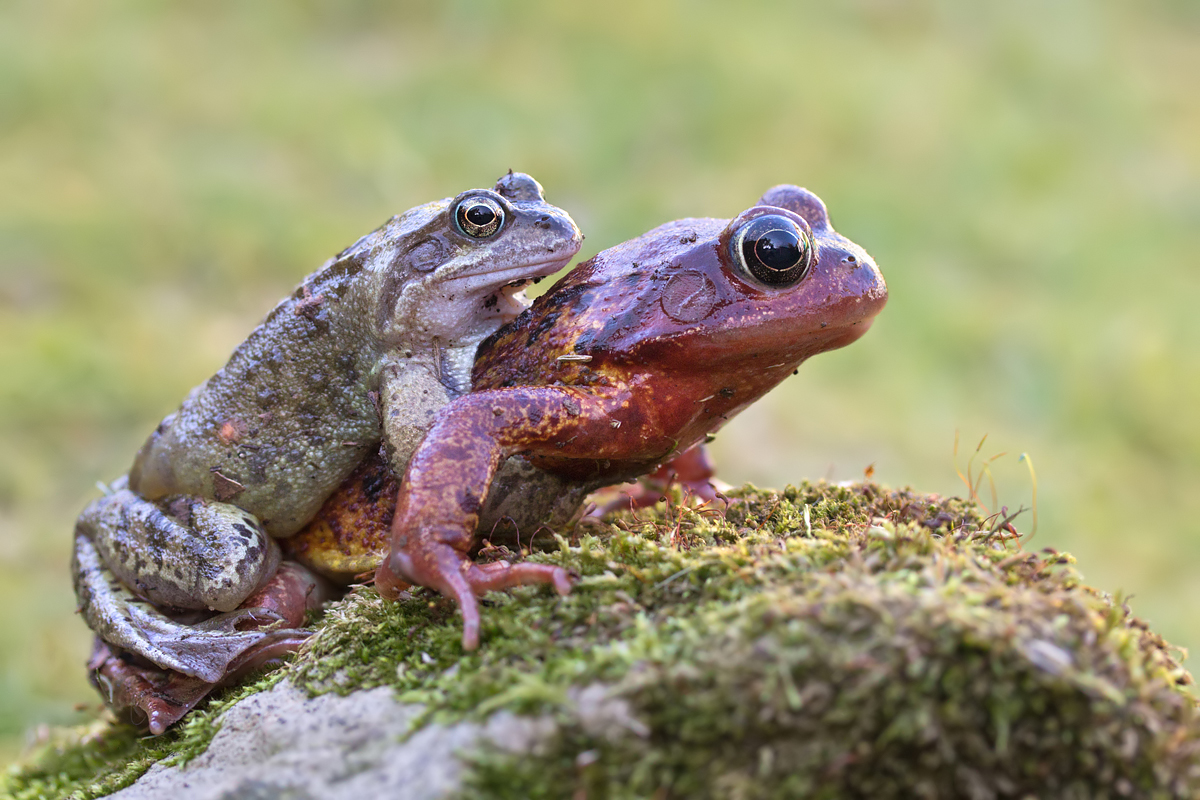 Common Frogs Mating 1